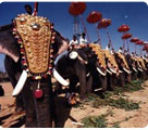 Elephant Fest